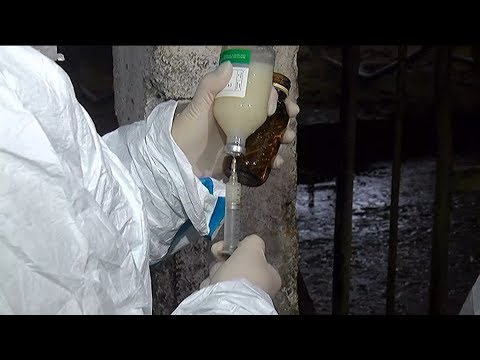 Видео: Парнокопытный скот спасают от смертельного вируса в Приморье