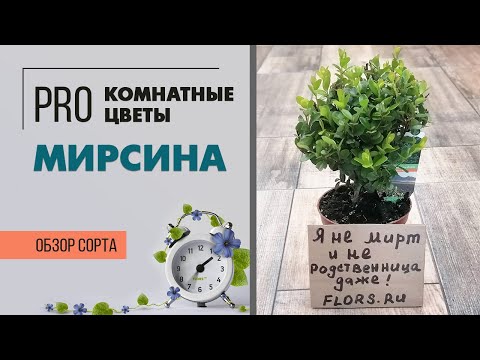 Видео: Мирсина - диковинное комнатное растение. Мини мирт или ничего подобного?