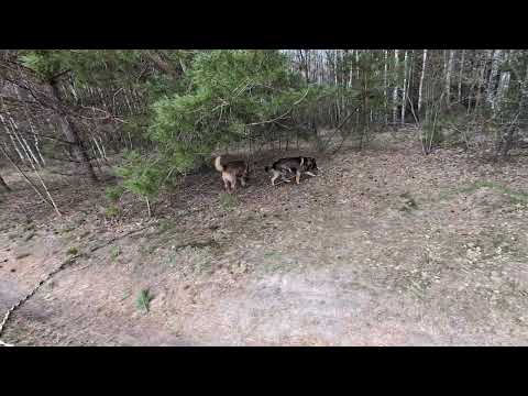 Видео: Ранок у притулку 6