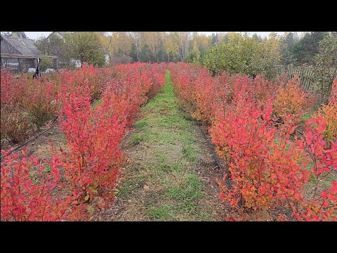 Видео: Голубика 1 ноября