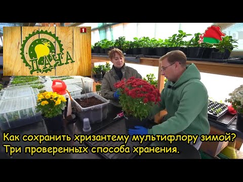 Видео: Как сохранить хризантему мультифлору зимой? Три проверенных способа хранения.