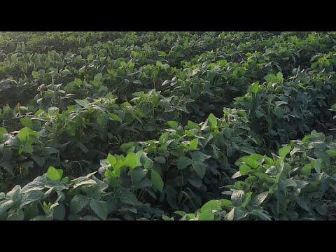 Видео: Фасоль. Талас.