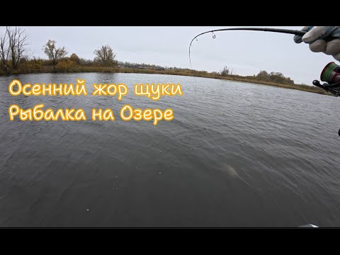 Видео: Осенний жор щуки! Рыбалка на озере! #рыбалка #спиннинг #щука
