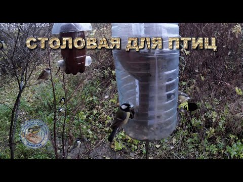 Видео: Кормушка для птиц 31 октября 2025 года (01)