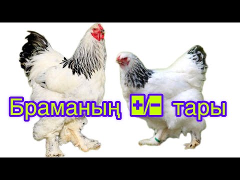 Видео: Брама тауықтың артық кемшіліктері.