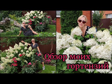 Видео: Обзор моих Гортензий. Сад в начале августа. Метельчатые и древовидные гортензии