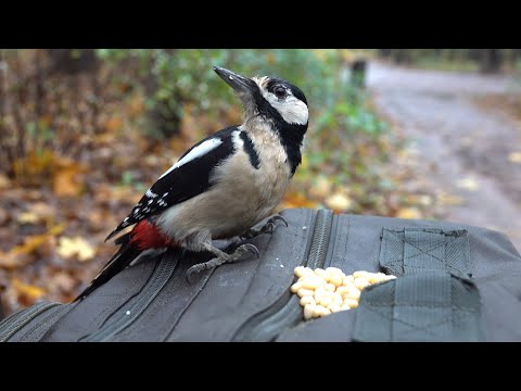 Видео: Мокрый дятел. Зарисовка / The wet woodpecker. The sketch