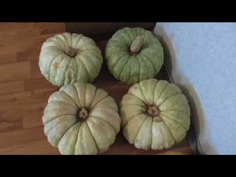 Видео: Тыква столовая сорт ЗИМНЯЯ СЛАДКАЯ, описание, опыт выращивания и приготовления.