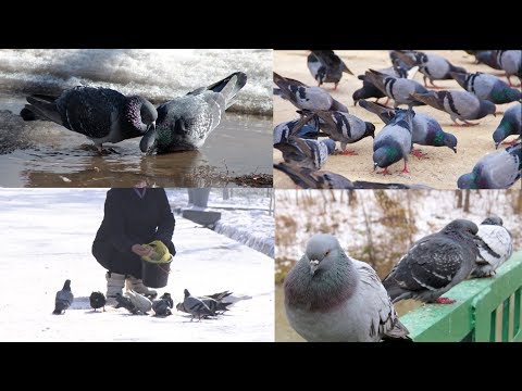 Видео: ЭС АЛУУ БАГЫН БАЙЫРЛАГАН КӨГҮЧКӨНДӨР