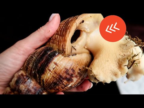 Видео: ВТОРАЯ УЛИТКА РОДИЛА😱