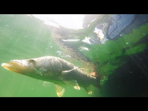 Видео: Рыбалка на красного групера и мангрового луциана в Чоколоски