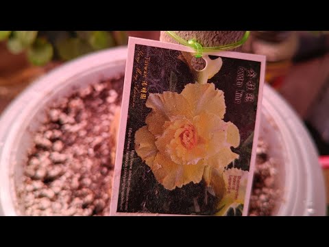 Видео: 23.10.22.Адениум..пересадка.