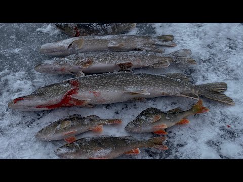 Видео: /Первый Лед/Открытие зимнего сезона/Щуки на живца/