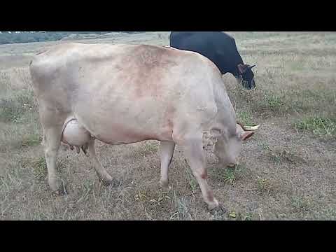 Видео: Реклама распродажи