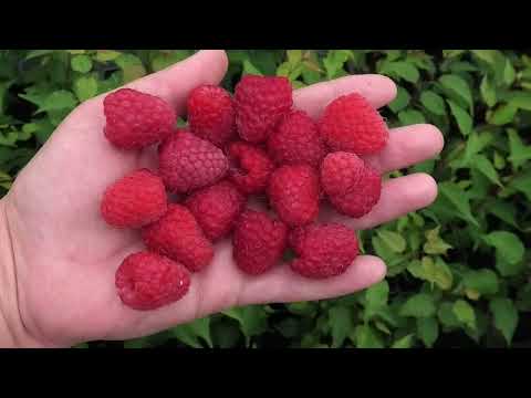 Видео: МАРИЯ мой самый любимый сорт малины