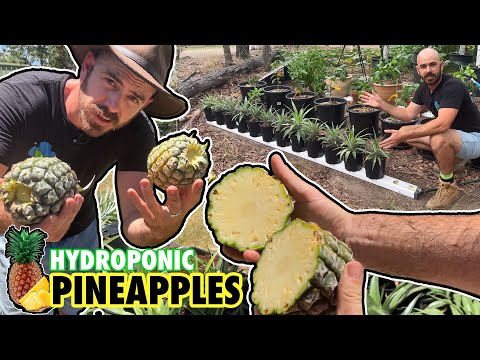 Видео: Как размножать ананасы методом гидропоники