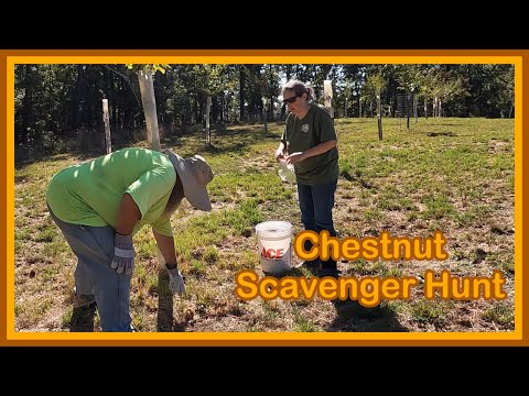 Видео: Быстрая охота за каштанами в саду