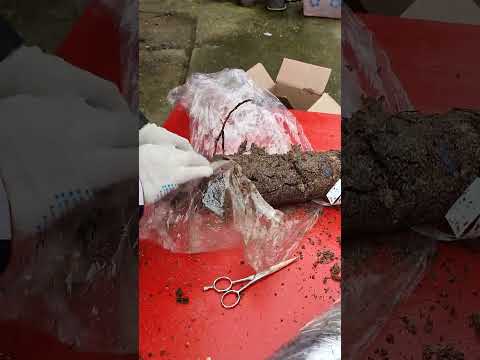 Видео: Распаковка посылки из питомника Розы Вдохновения Розы Вдохновение