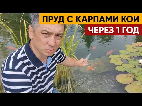 Видео: БИОПЛАТО. Пруд с Биоплато и Карпами Кои | Как Биоплато очистило пруд? Биоплато объемом 50м3.