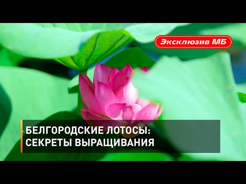 Видео: Белгородские лотосы: секреты выращивания