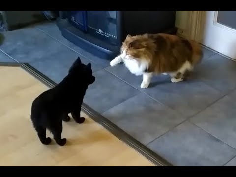 Видео: Курильский бобтейл и надоедливый щенок шипперке. Kurilian bobtail and bothersome schipperke puppy.