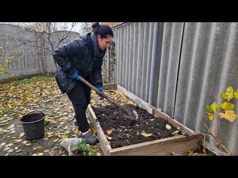 Видео: Посадила хризантемы и клубнику