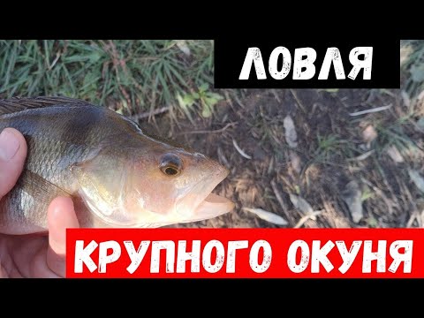 Видео: Приехал половить щуку, а там снова ОН?!