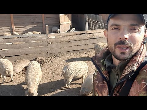 Видео: //Пухові свині  барани рулять//Вася і його свині Майбутнього-Мангалиця//Свині і  ССА//