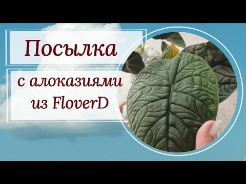 Видео: Рептилия в почтовой коробке! Посылка с алоказиями из FloverD.