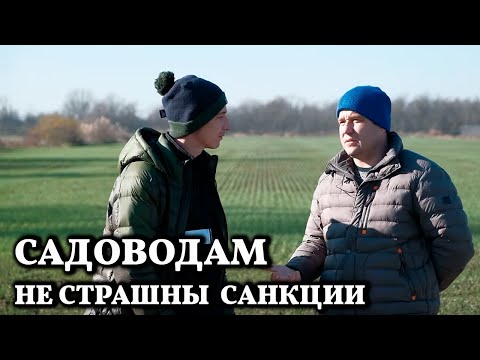 Видео: 90 яблок с дерева // Санкции будут «по барабану»