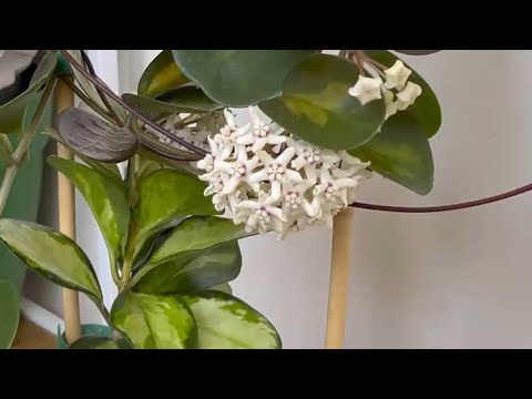 Видео: Почему моя хоя так красиво цветет? Секреты ухода!