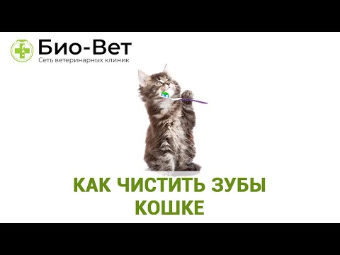 Видео: Как чистить зубы кошке 😺 // Нужно ли котам чистить зубы? // Сеть Ветклиник Био-Вет