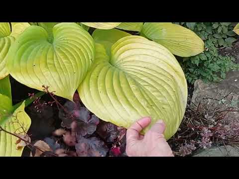 Видео: Любимый сад 🏡❤️🍁.