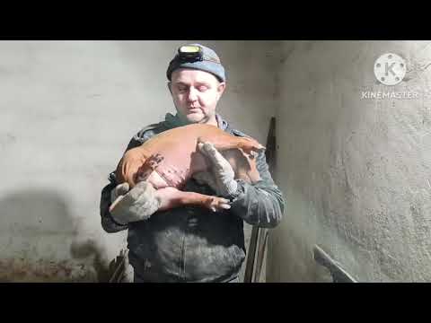 Видео: Поросята пьетрены переезжают в новый дом, ремки на новом месте.