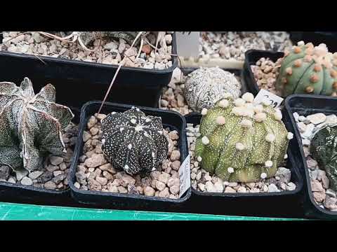 Видео: Пушистые кактусы..надо ли их опрыскивать?Литопсы.Кактусы.