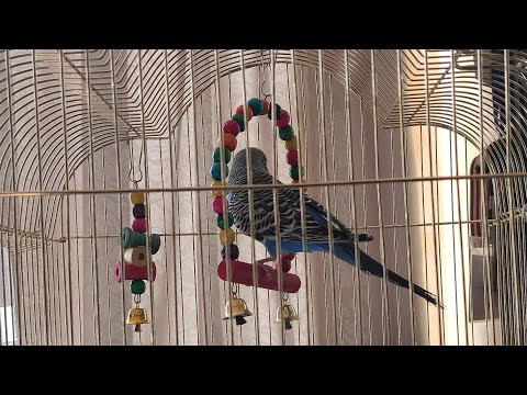 Видео: ✨🎶Говорящий попугай Гоша! LIVE🎤🐦