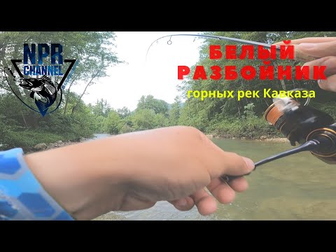 Видео: Рыбалка на Голавля - Белый хищник горных рек Кавказа!