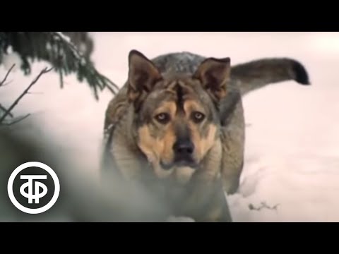 Видео: Бродяги Севера. Фильм по повести Джеймса Оливера Кервуда (1983)