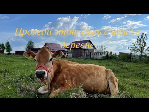 Видео: Хозяйственные дела! Обезроживаем тёлочку. Спасли ли павлиненка? И снова уборка!