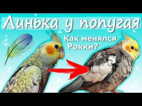 Видео: Как изменился Рокки? Линька у попугая. | Рокки Life