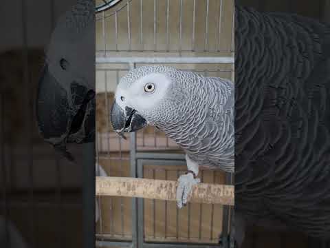 Видео: СМЕХОТА! О чём говорит попугай ДЖОКЕР, пока ОДИН ДОМА..🤣🫢