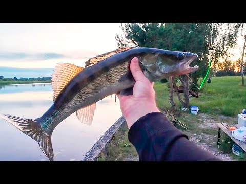 Видео: Ловля СУДАКА на живца уклейку в июне/Скользящая донка на судака/Zandartu cope Lielupē/Fishing ZANDER