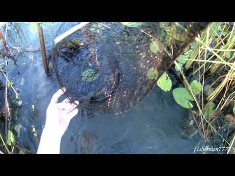 Видео: МЕРЕЖА. СЕЗОН 2020. ЛОВЛЯ КАРАСЯ, ЛИНЯ И ЩУКИ.