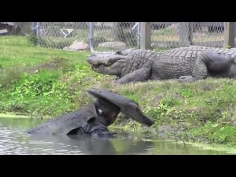 Видео: Что будет, если НАдеть костюм КРОКОДИЛА и нырнуть к ним? Удивительные моменты с КРОКОДИЛАМИ!