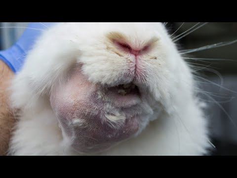 Видео: Абсцесс у кролика.