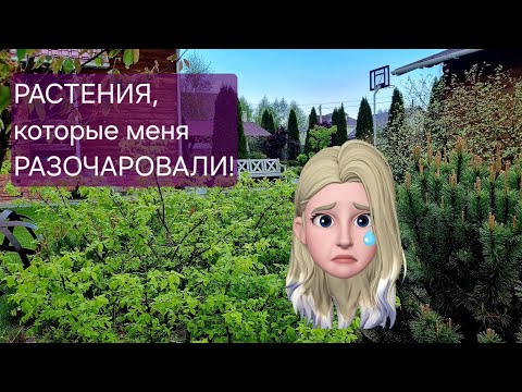 Видео: Растения - РАЗОЧАРОВАНИЯ! ТОП 5 кустарников, которые больше не посажу!