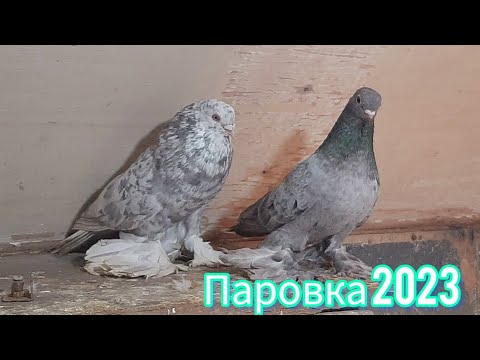 Видео: Паровка голубей 2023. КЗ поясные и СА цветных. Постройка гнёзд, Весенние будни Голубевода.