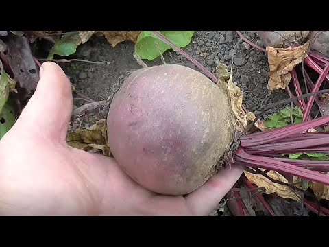 Видео: Свекла Пабло, опыт выращивания.