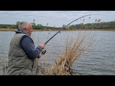 Видео: Вітер Пригнав Нам Рибу. Коропи та Карасі