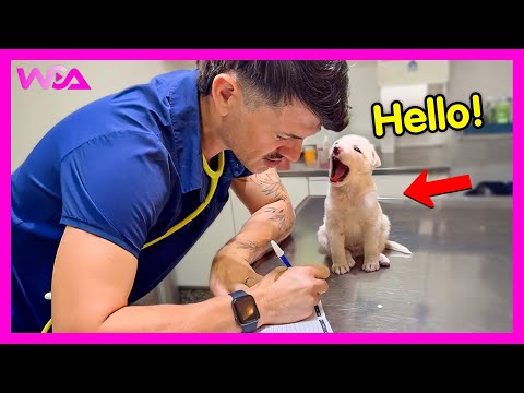 Видео: 🐶 Очаровательные собаки, которые прерывают собственные осмотры у ветеринара 🤣 Самые забавные реак...